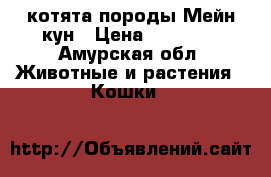 котята породы Мейн-кун › Цена ­ 20 000 - Амурская обл. Животные и растения » Кошки   